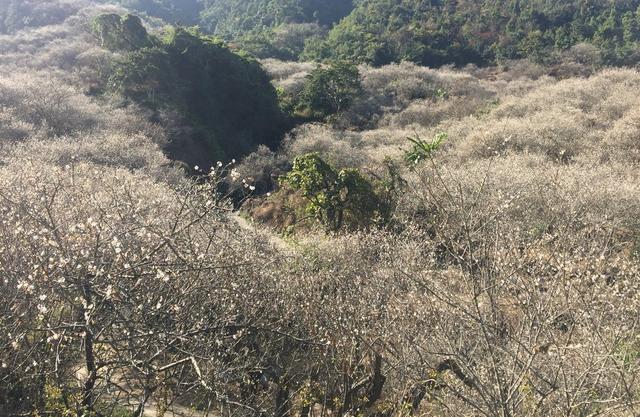 陆河梅花节首日 2万游客游万亩梅园