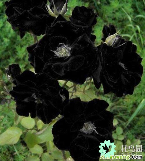世界有哪些黑色的花？