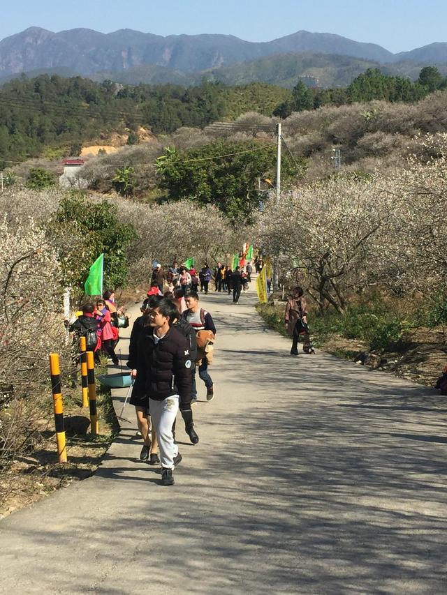 陆河梅花节首日 2万游客游万亩梅园