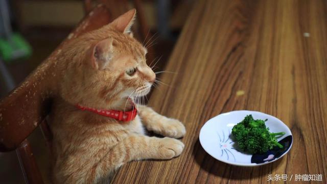 「结直肠癌」西兰花搭上转基因益生菌，变身精准抗癌食物！