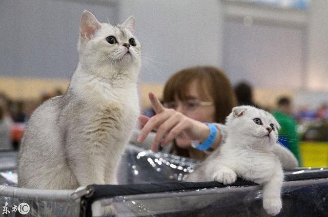 俄罗斯国际猫展，你家猫咪在不在这些品种里面
