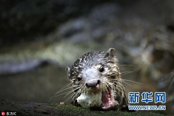 实拍新加坡动物园小动物日常 猩猩宝宝大板牙十分抢镜