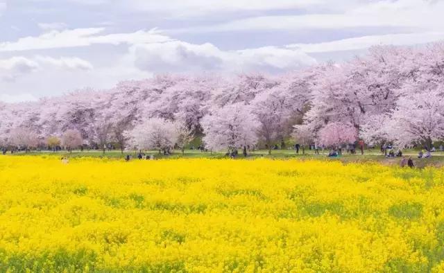 「樱花狩」去日本赏樱吧，即刻开启这趟旅行~