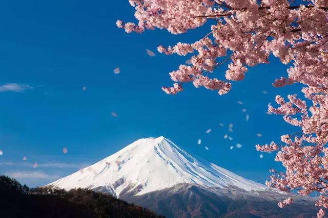 「樱花狩」去日本赏樱吧，即刻开启这趟旅行~