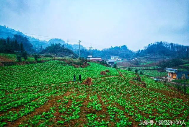 谁说种地没前途？他想凭农业种植做成千亿级公司，农民致富经来了