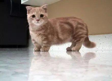 世界十大最萌的宠物猫，萌到你了吗？