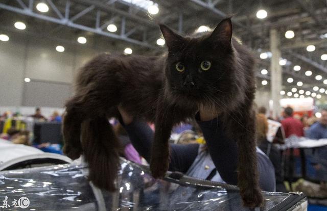 俄罗斯国际猫展，你家猫咪在不在这些品种里面