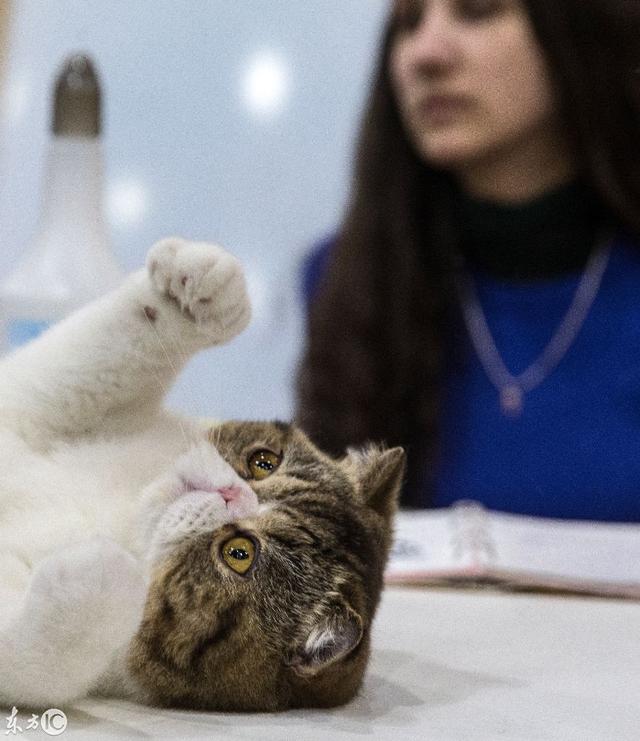 俄罗斯国际猫展，你家猫咪在不在这些品种里面