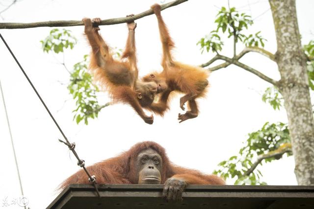 顽皮的红毛猩猩宝宝吊在树上玩耍，嬉笑打闹足以让人流连忘返抓狂