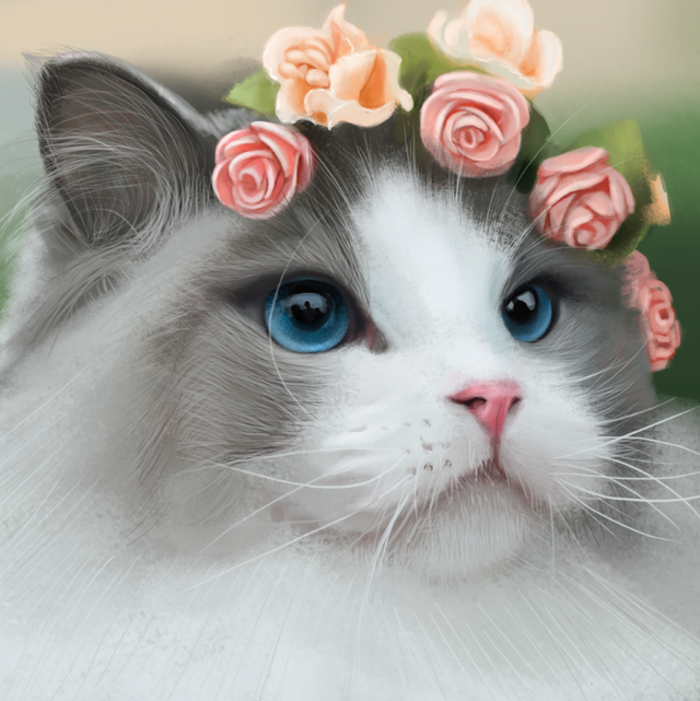最美萌猫排名，加菲猫没进入前三
