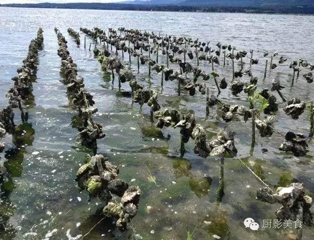 悉尼岩蚝、科芬湾生蚝……澳大利亚顶级生蚝大赏！