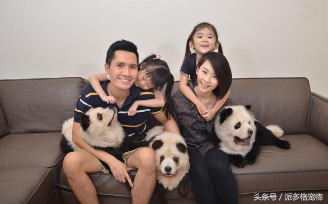 狗狗摇身一变成大熊猫，真假难辨成网红，这样的熊猫你要一沓吗？
