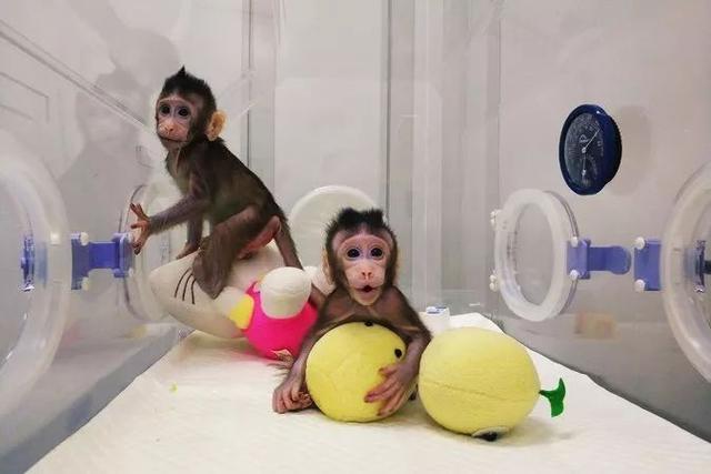 世界首只克隆猴在中国出生！我们离克隆人还有多远？