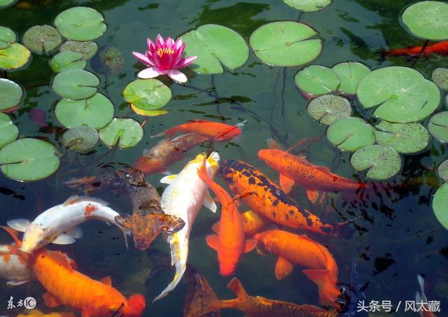 锦鲤 水中活宝石 会游泳的艺术品