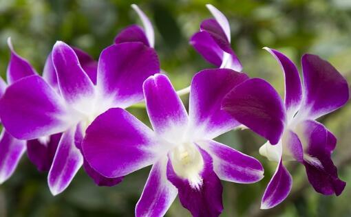“中国十大名花”兰花有哪些品种最名贵？怎么养？多久浇一次水？