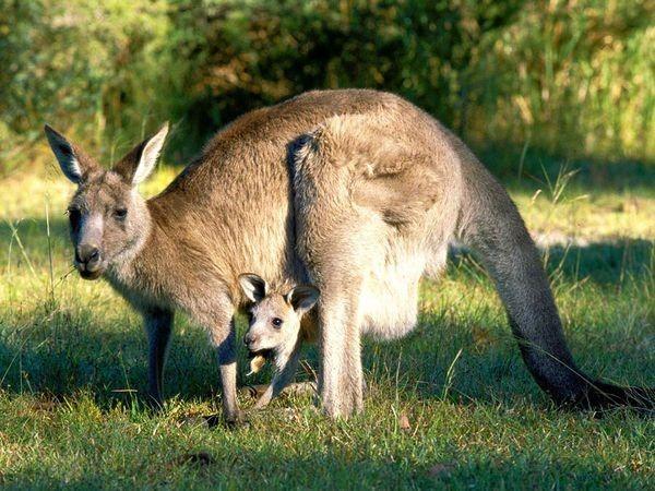 澳大利亚留学圈是怎样的一种存在？