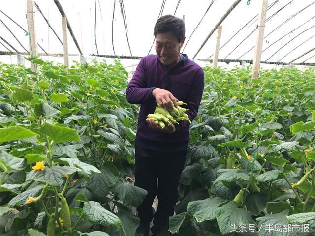 记者回乡｜白黄瓜成“金黄瓜”！海阳种植户大棚里过春节