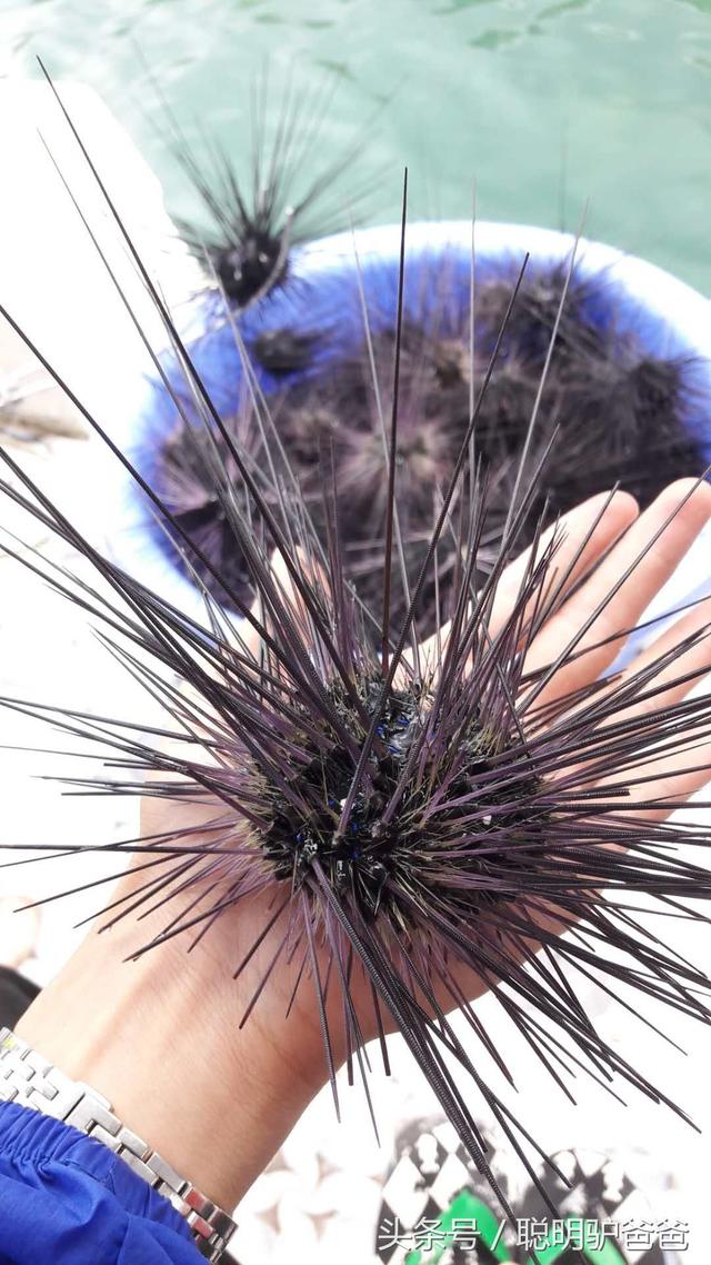 越南富国岛，有一种水果需要蘸辣椒盐才能吃出美味，想不想试试？