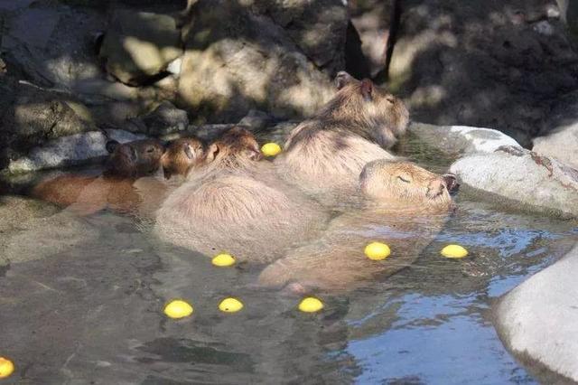 山东人出国最爱去哪儿？五大国家碰见老乡几率高