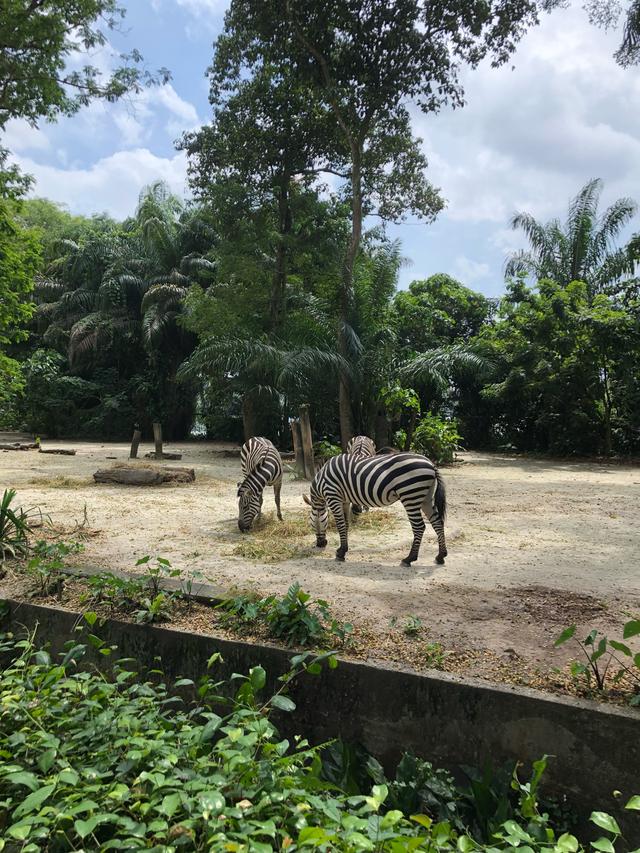 书虫新加坡之行：新加坡动物园，一个有意思的地方