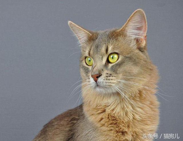 高智商又粘人，世界上最聪明的猫排行