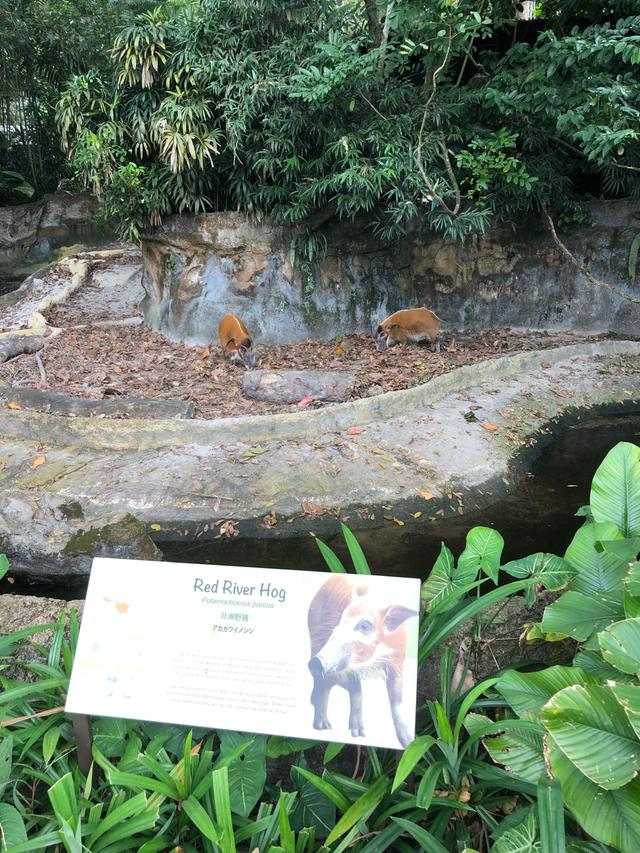 书虫新加坡之行：新加坡动物园，一个有意思的地方