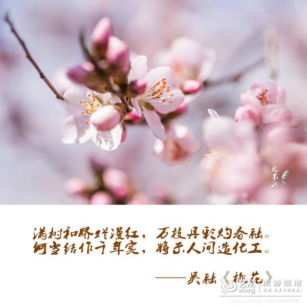 广东春季超全赏花地图，樱花梅花茶花各种花！