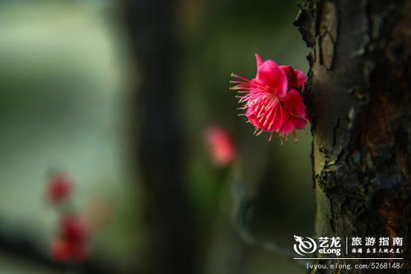 广东春季超全赏花地图，樱花梅花茶花各种花！