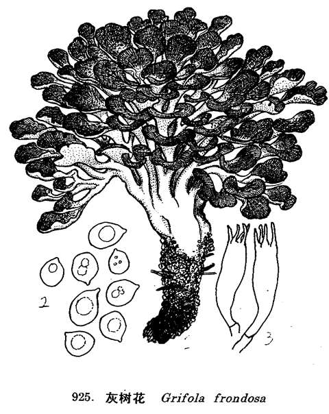 菌中奇葩（灰树花）