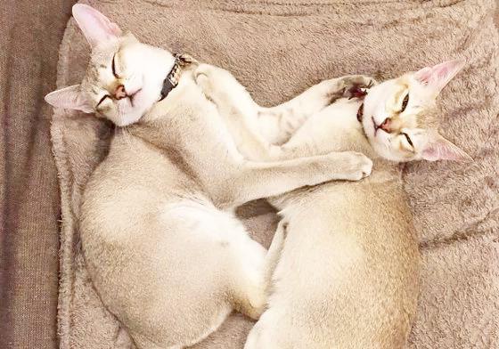 猫咪兄弟形影不离，网友怀疑这是复制粘贴的吧？