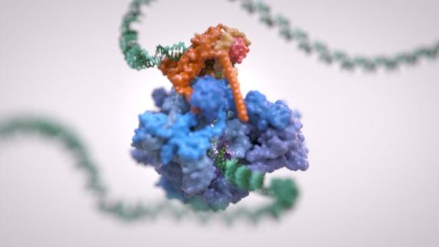 新加坡科学团队发现乙肝病毒的“弱点”，有望破解治愈乙肝的难题