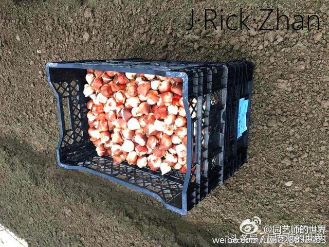 球根花海——荷兰郁金香如何大规模种植、养护？