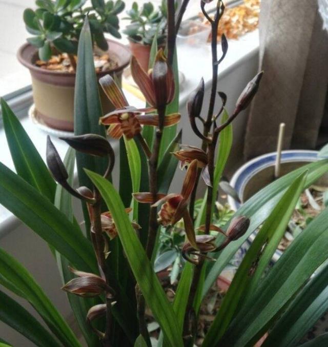 经过30年老花匠的指点，家里的宝贝又开了6朵花，可把我高兴的！