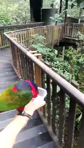 新加坡飞禽公园贪吃的红皮小鹦鹉