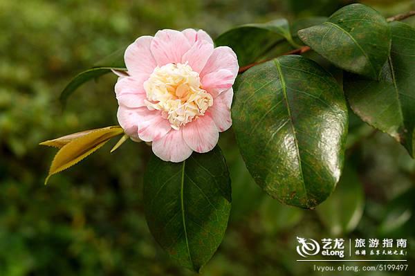 广东春季超全赏花地图，樱花梅花茶花各种花！