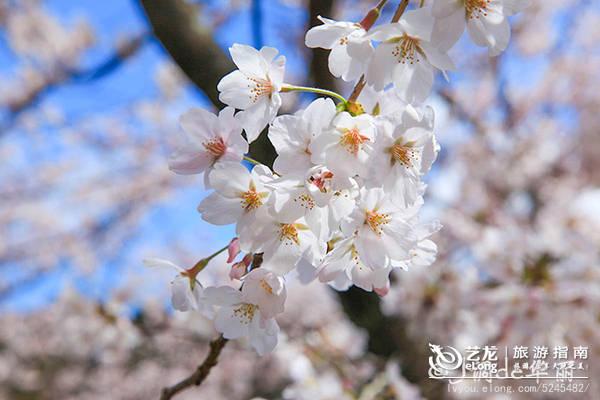 广东春季超全赏花地图，樱花梅花茶花各种花！