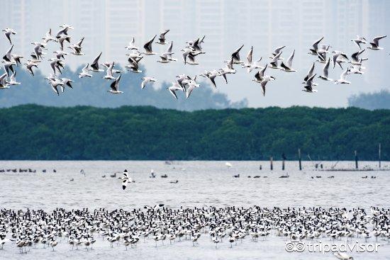 不只网红“西溪湿地”，全球这15个小清新的湿地保护区同样美丽