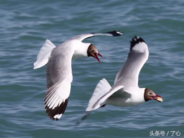 关于棕头鸥的知识