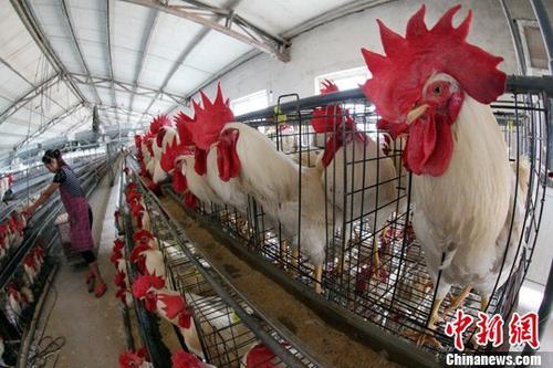 核事故创造新契机 日本养鸡场变废为宝用鸡粪发电