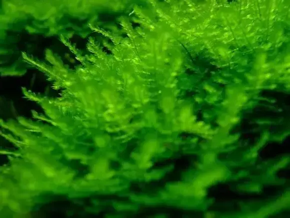 莫斯品种大全，26种莫丝介绍-水草缸植物