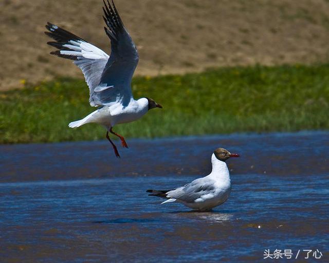 关于棕头鸥的知识