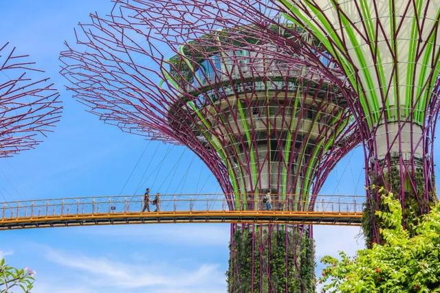 这是什么节奏？新加坡竟然花了10亿打造“原始森林”