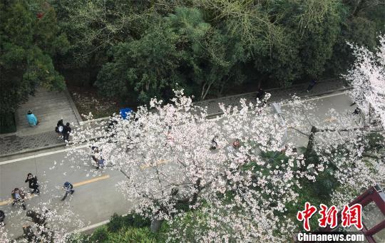 “银发族”成春季错峰游主力 赏花祈福游受热捧