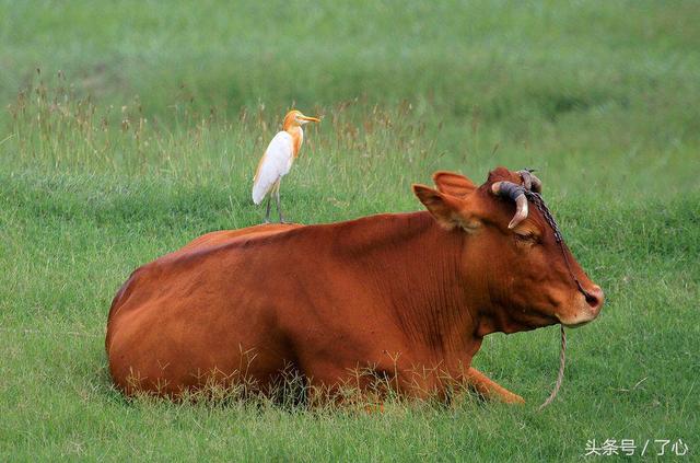 关于牛背鹭的知识
