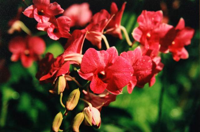 在那兰花盛开的地方，有一个酷刑国家