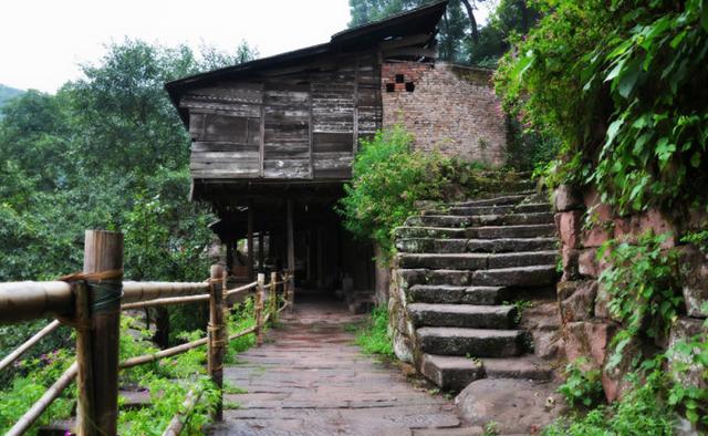 当茶爱上虫，当虫恋上茶，谁见过那些养在深闺无人识的异草奇花？