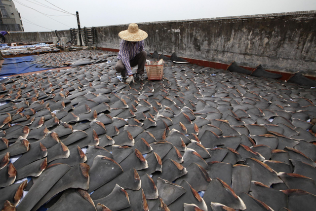 英国网友热议：被杀的鲨鱼成了代表中国财富的鱼翅汤
