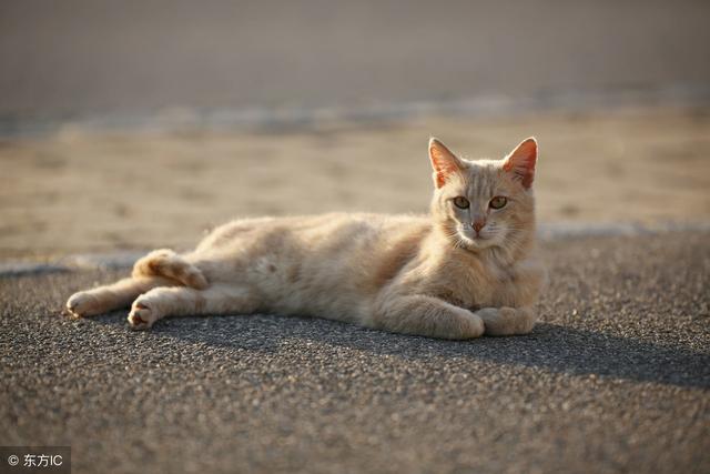 这是猫咪品种史上最全的，你家的什么品种的喵