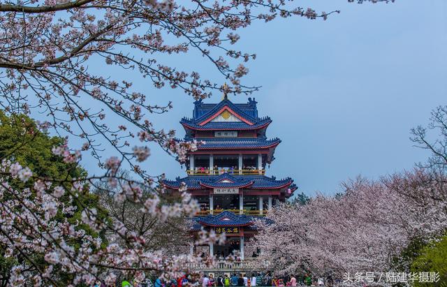 太湖鼋头渚，跟浪漫樱花来一场春天的约会