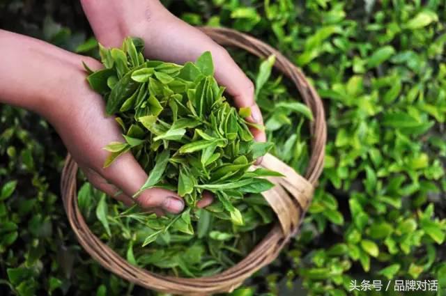 又是一年采茶季
